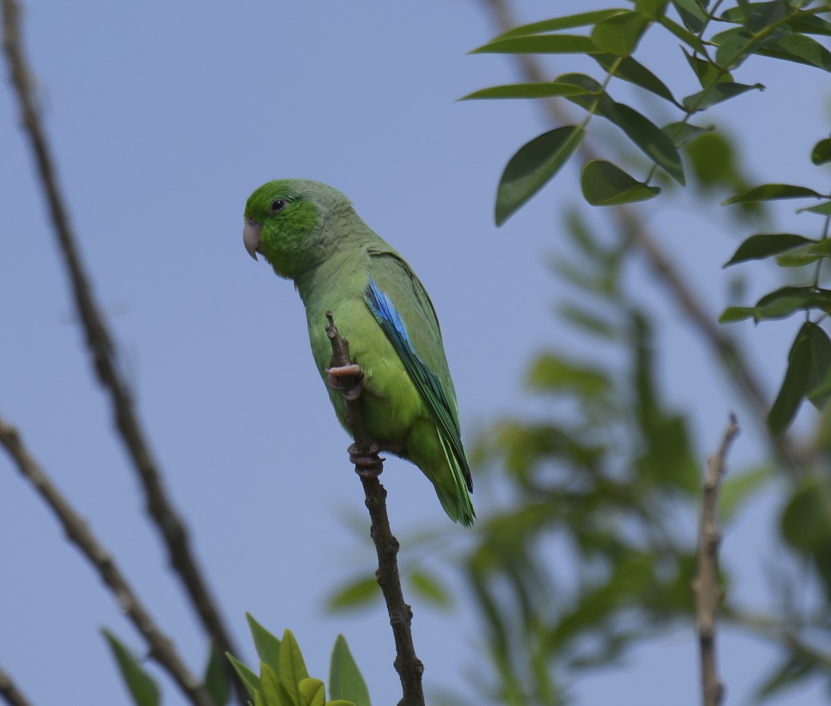 Turquoise-winged Parrotlet - ML578398731