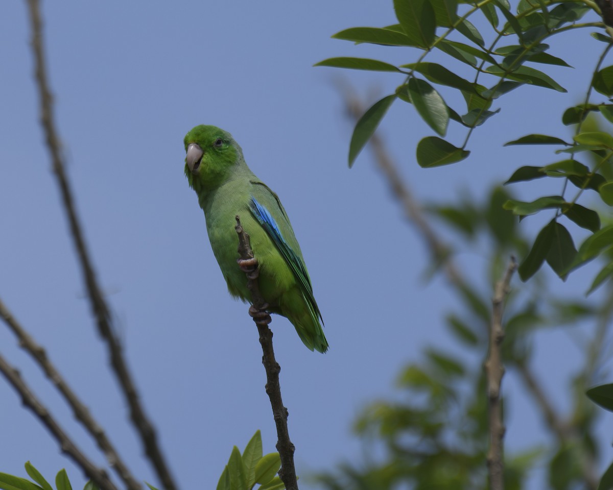 Turquoise-winged Parrotlet - ML578398751