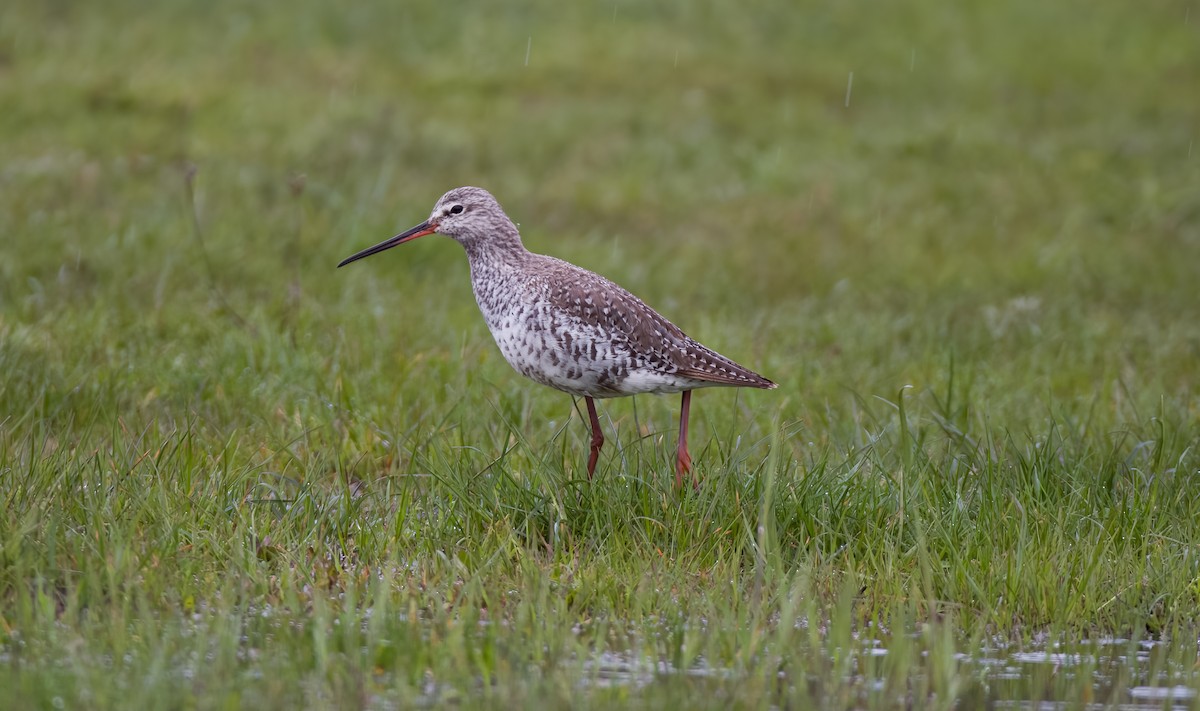 Spotted Redshank - ML578399371