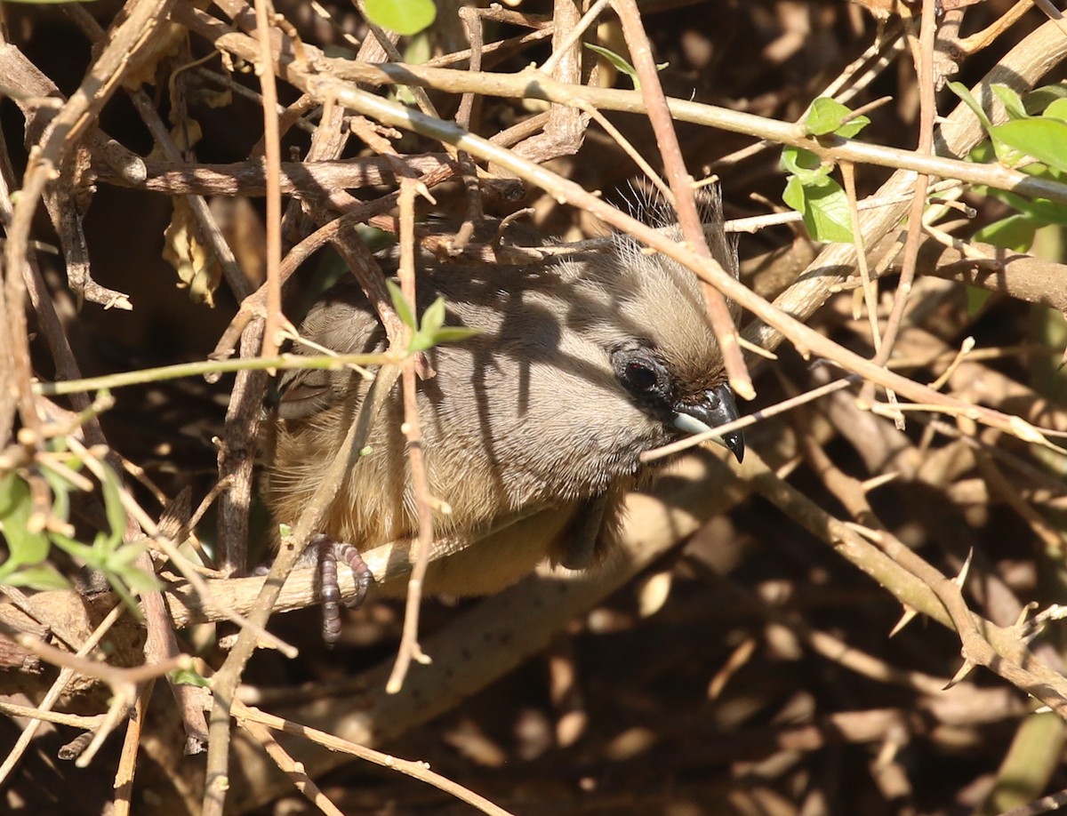 Speckled Mousebird - ML57839961