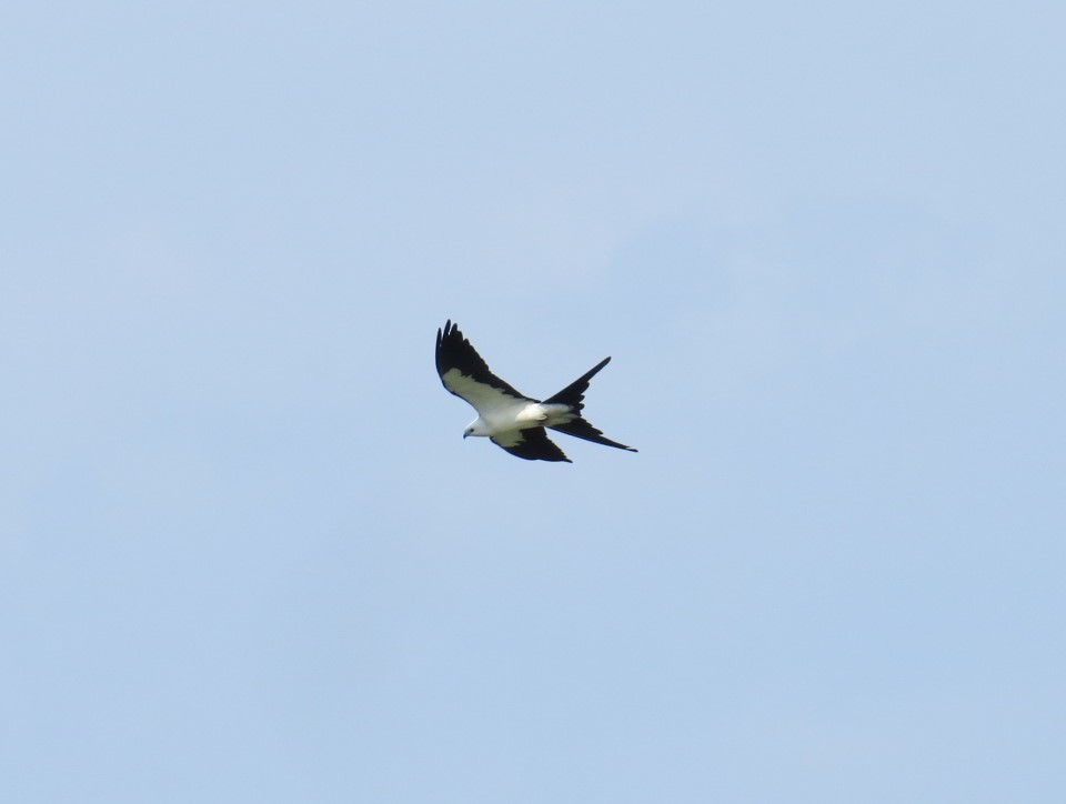 Swallow-tailed Kite - Kathy Duncan