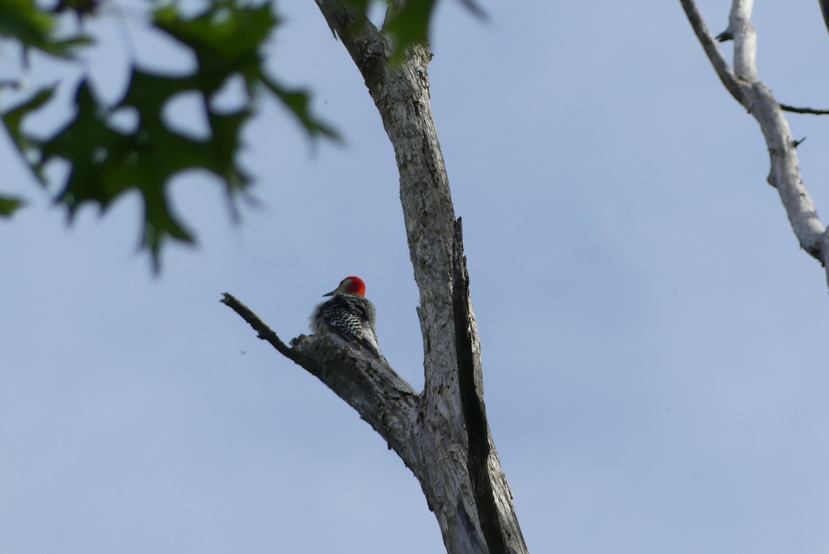 Red-bellied Woodpecker - ML578405821