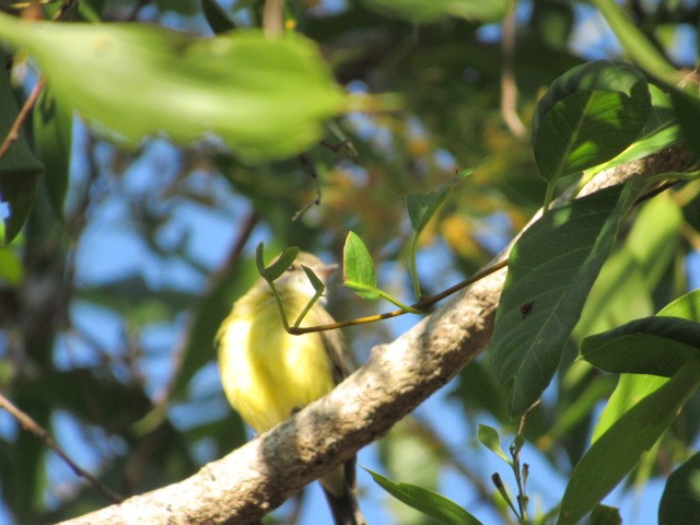 Lemon-bellied Flycatcher - ML578408301