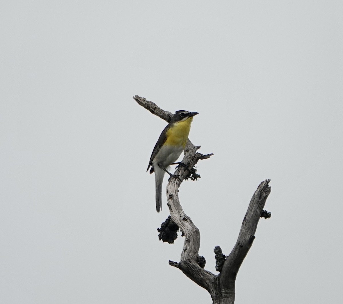 Yellow-breasted Chat - ML578409511