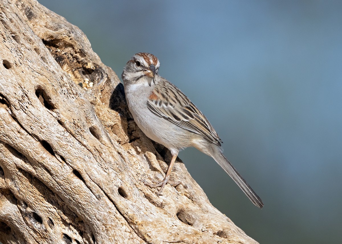 Rufous-winged Sparrow - ML578413591
