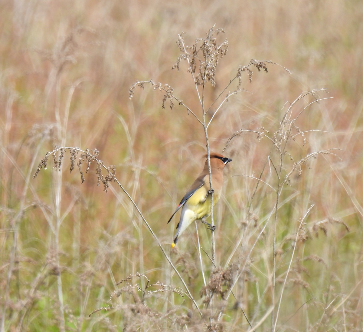 Cedar Waxwing - ML578419671