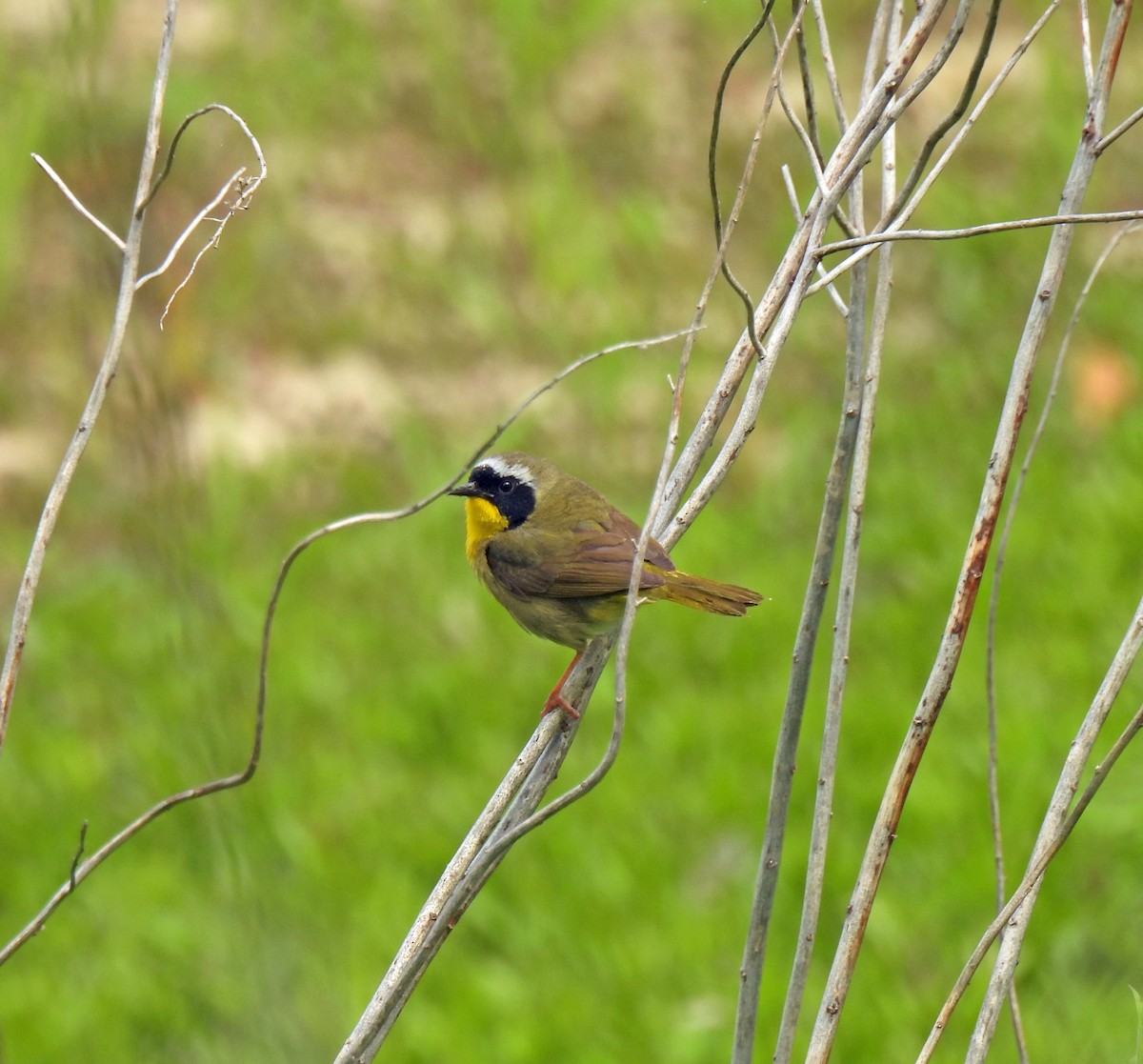 Common Yellowthroat - ML578419791