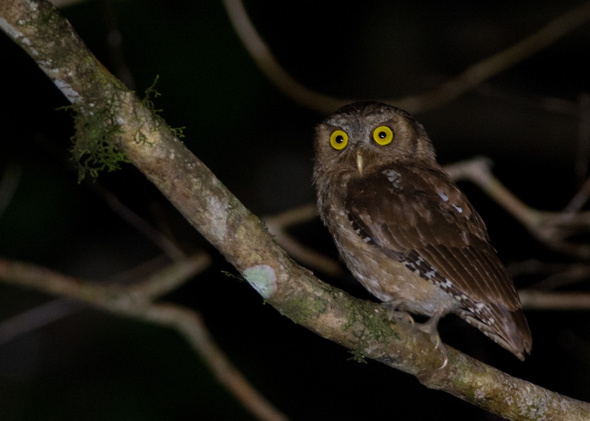 Andaman Scops-Owl - ML57842021