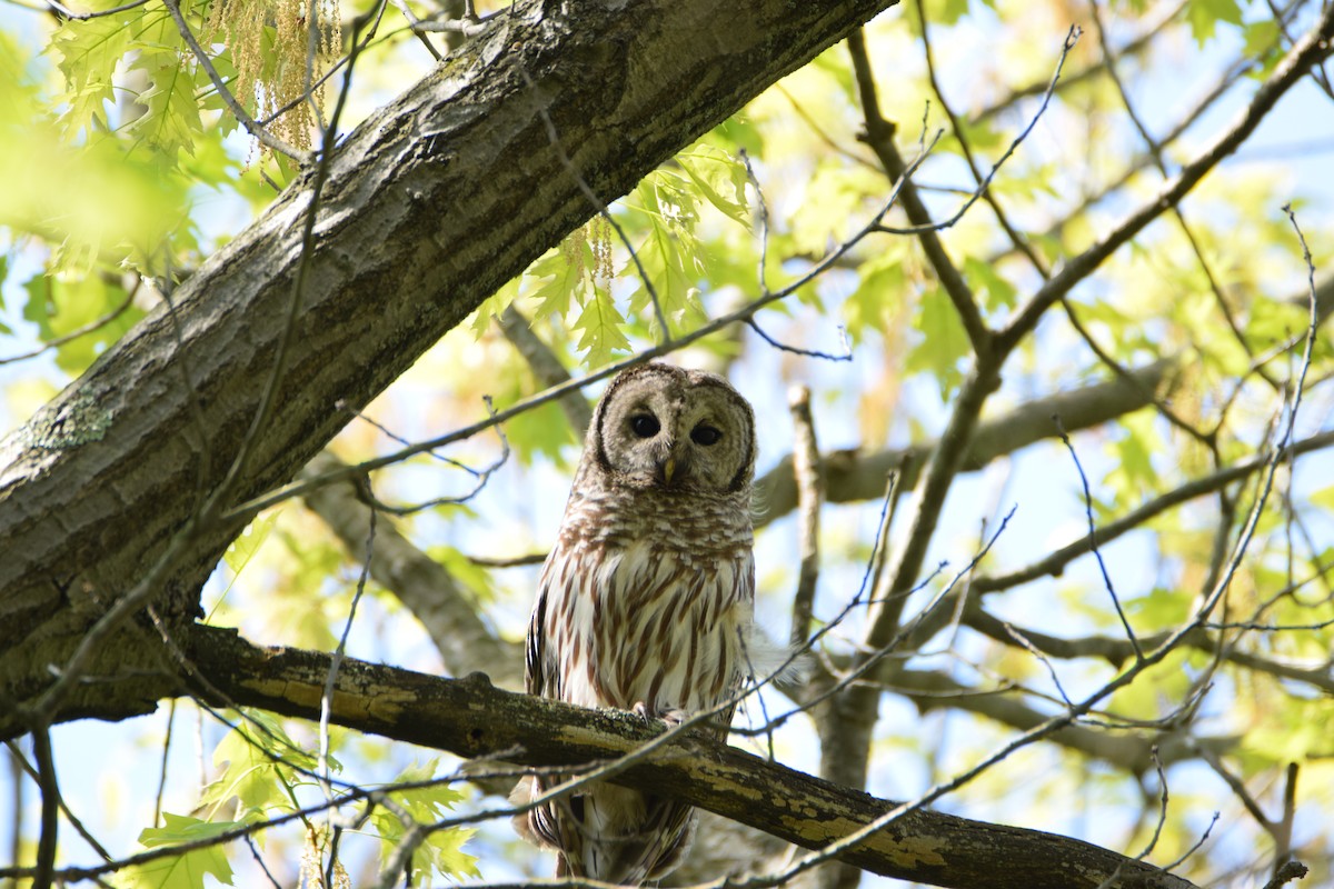 Barred Owl - ML57842141