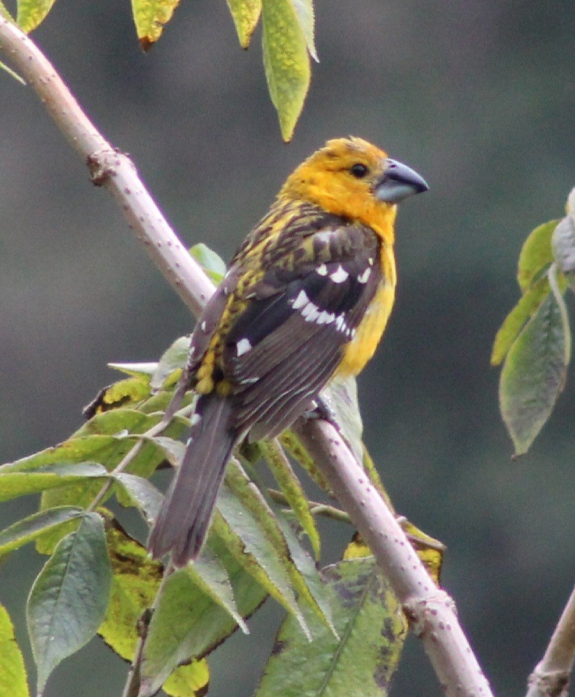 Yellow Grosbeak (Guatemalan) - Birdwatching Xela xelaadventure@gmail.com