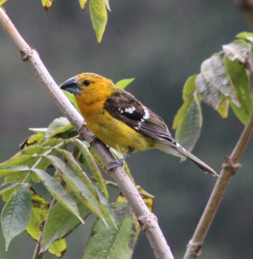 Yellow Grosbeak (Guatemalan) - Birdwatching Xela xelaadventure@gmail.com