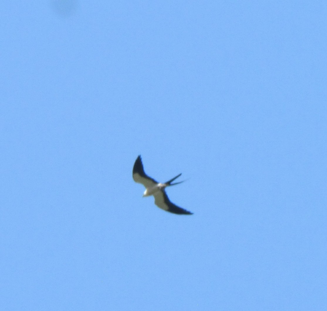 Swallow-tailed Kite - ML578422501