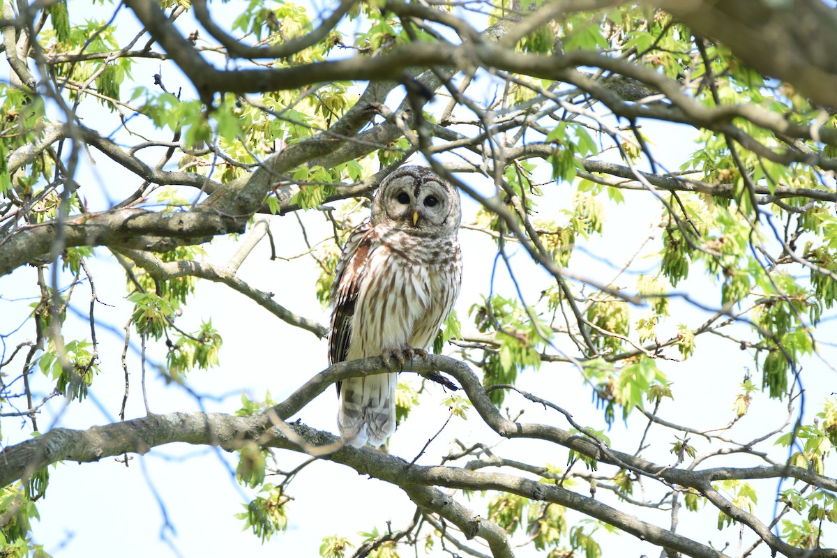 Barred Owl - ML57842381