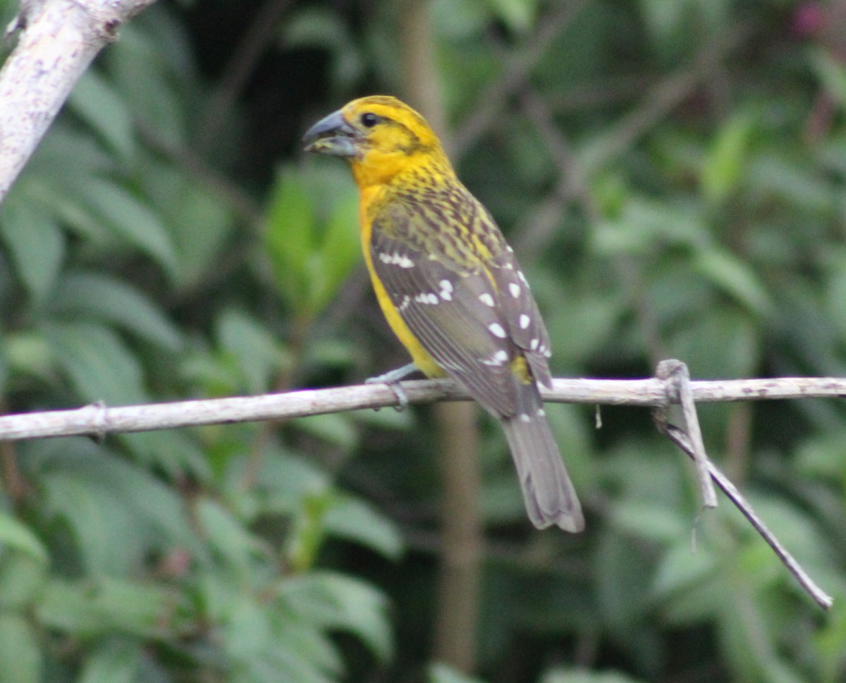 Yellow Grosbeak (Guatemalan) - ML578424241