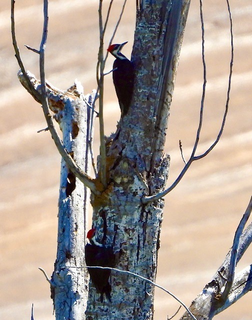 Pileated Woodpecker - ML578426921