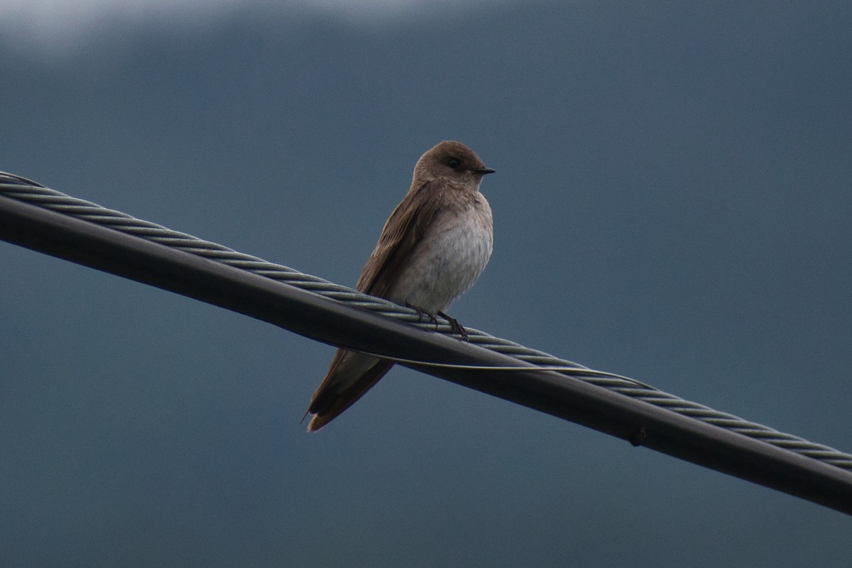 Northern Rough-winged Swallow - ML578426981