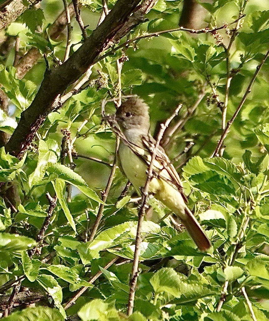 Ebird Checklist May Windsor Ojibway Park Species