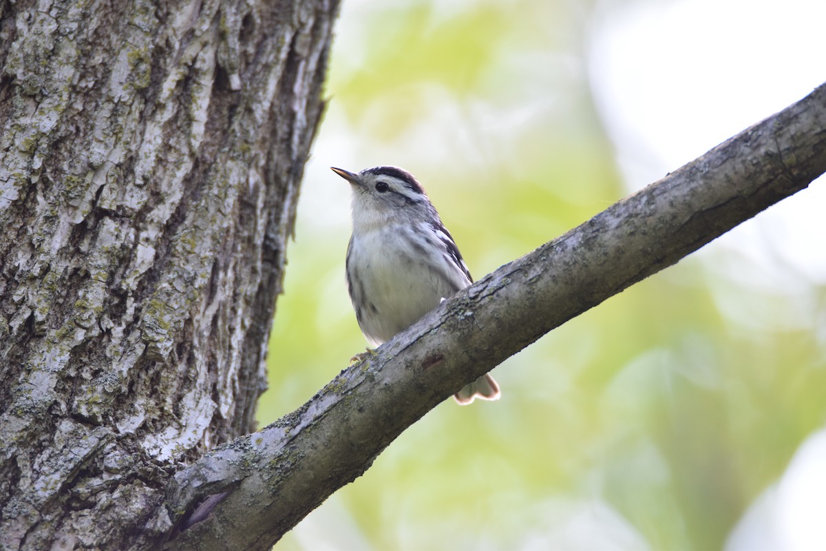 Black-and-white Warbler - ML57842911