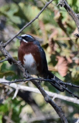 Black-and-chestnut Warbling Finch - ML578430111