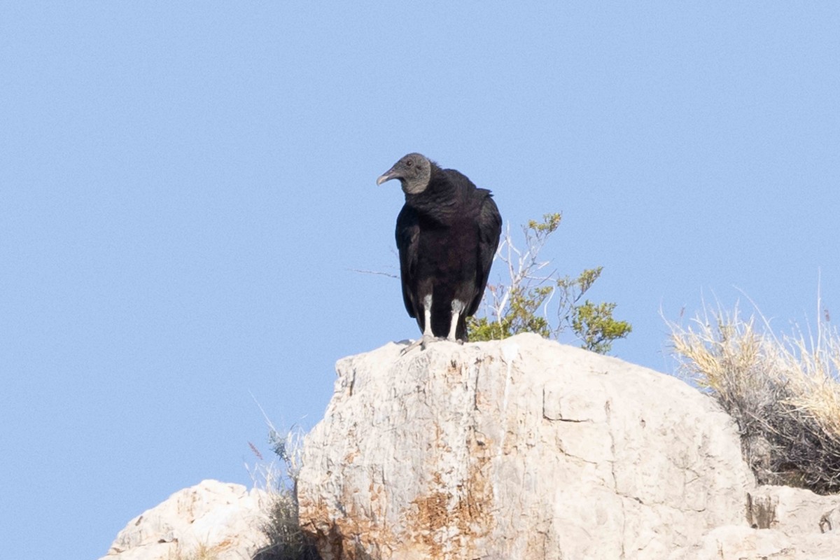 Black Vulture - ML578433581