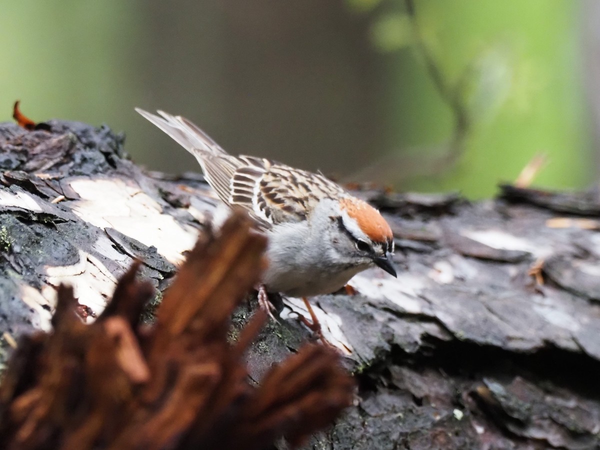 Chipping Sparrow - ML578440331