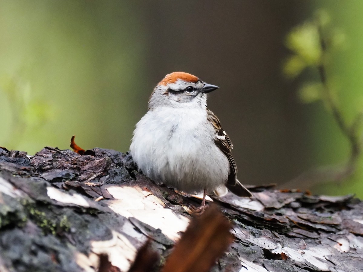 Chipping Sparrow - ML578440341