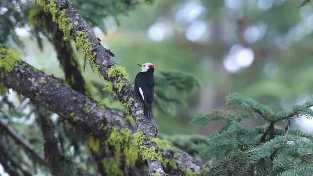 White-headed Woodpecker - ML578440391