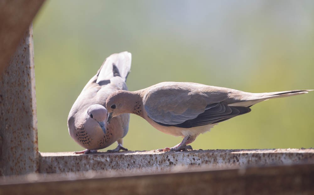 Laughing Dove - ML578440611