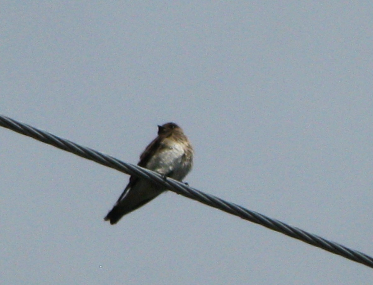 Northern Rough-winged Swallow - Mark Fitzsimmons