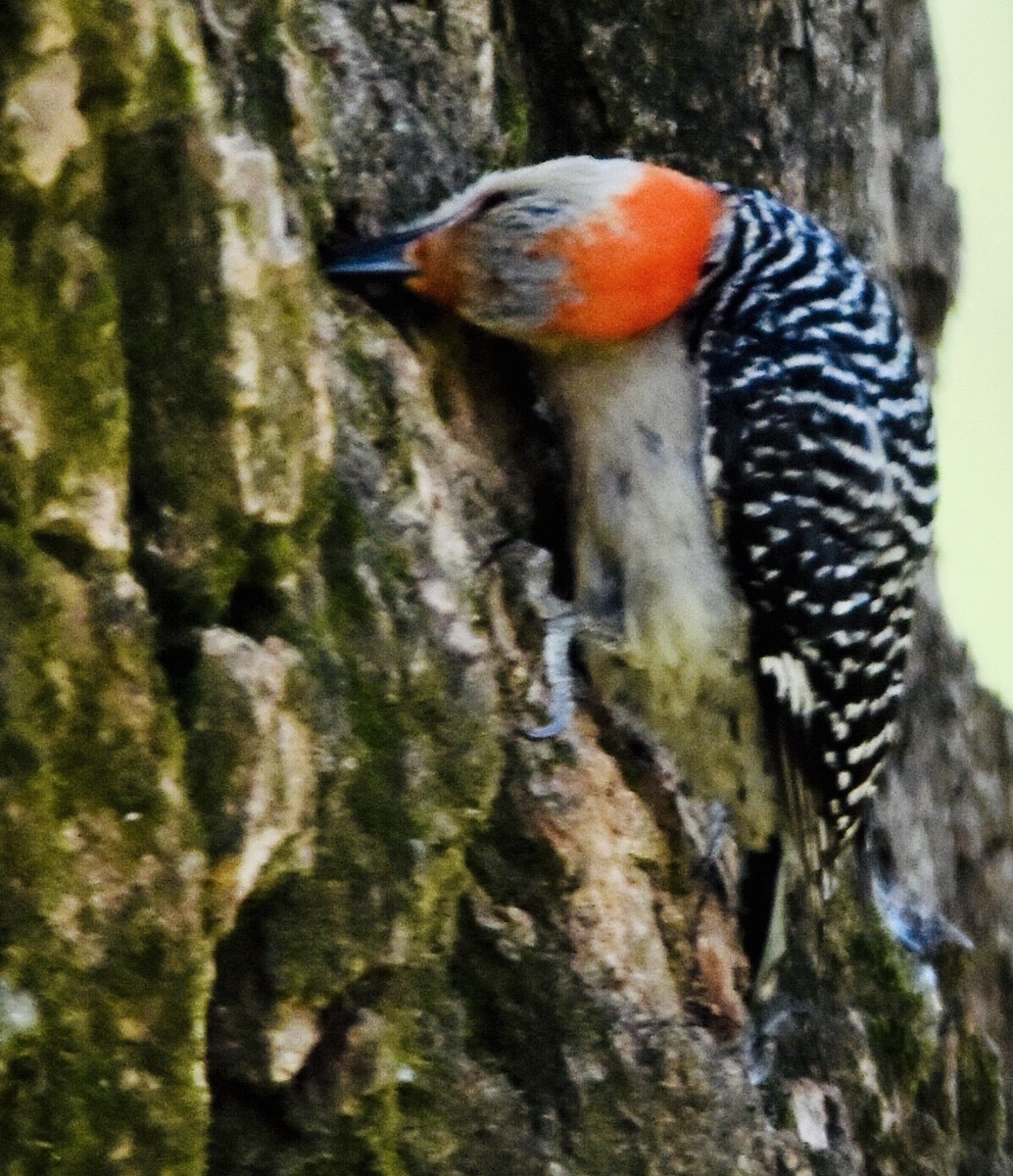 Red-bellied Woodpecker - ML578445791