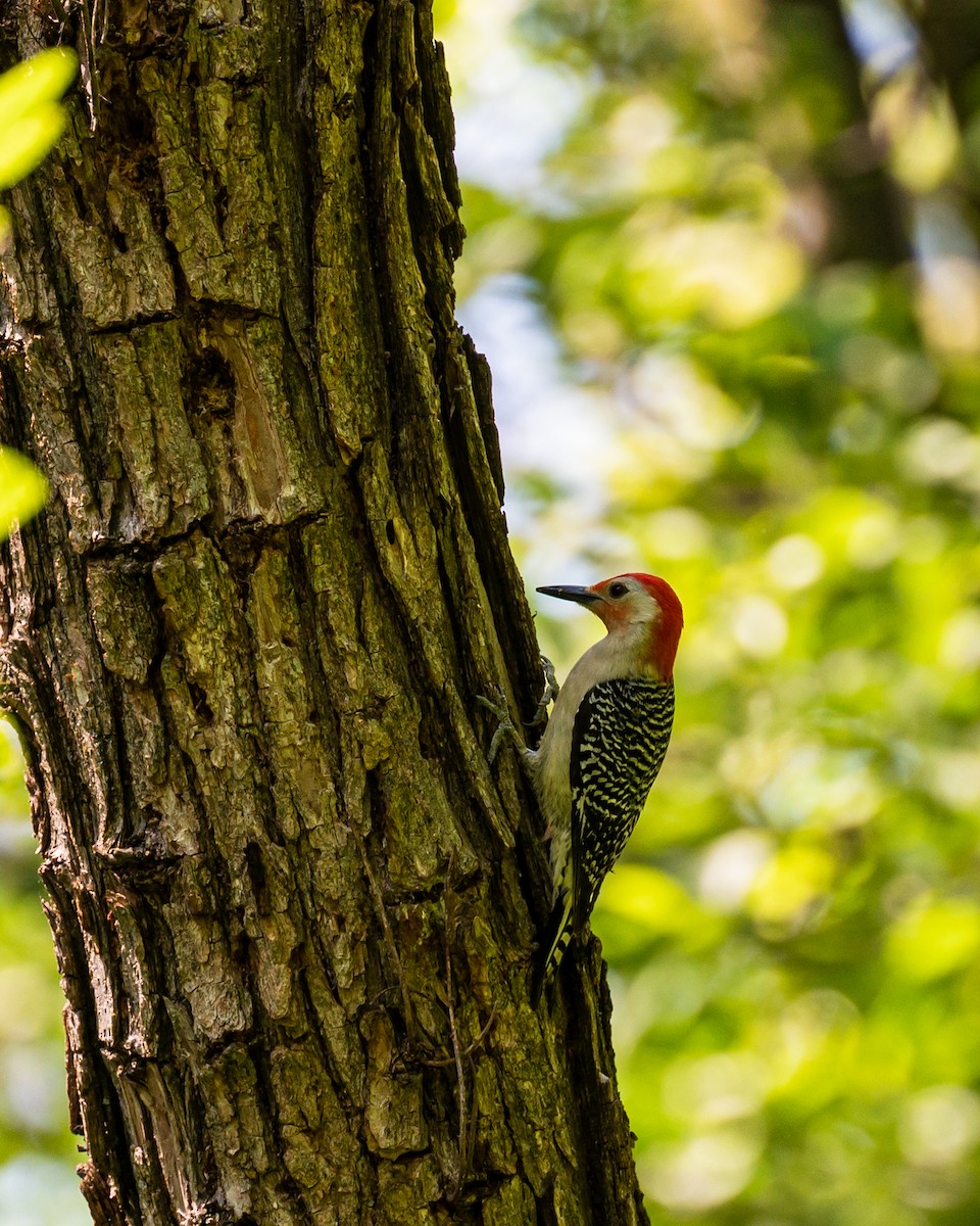 Red-bellied Woodpecker - ML578447861