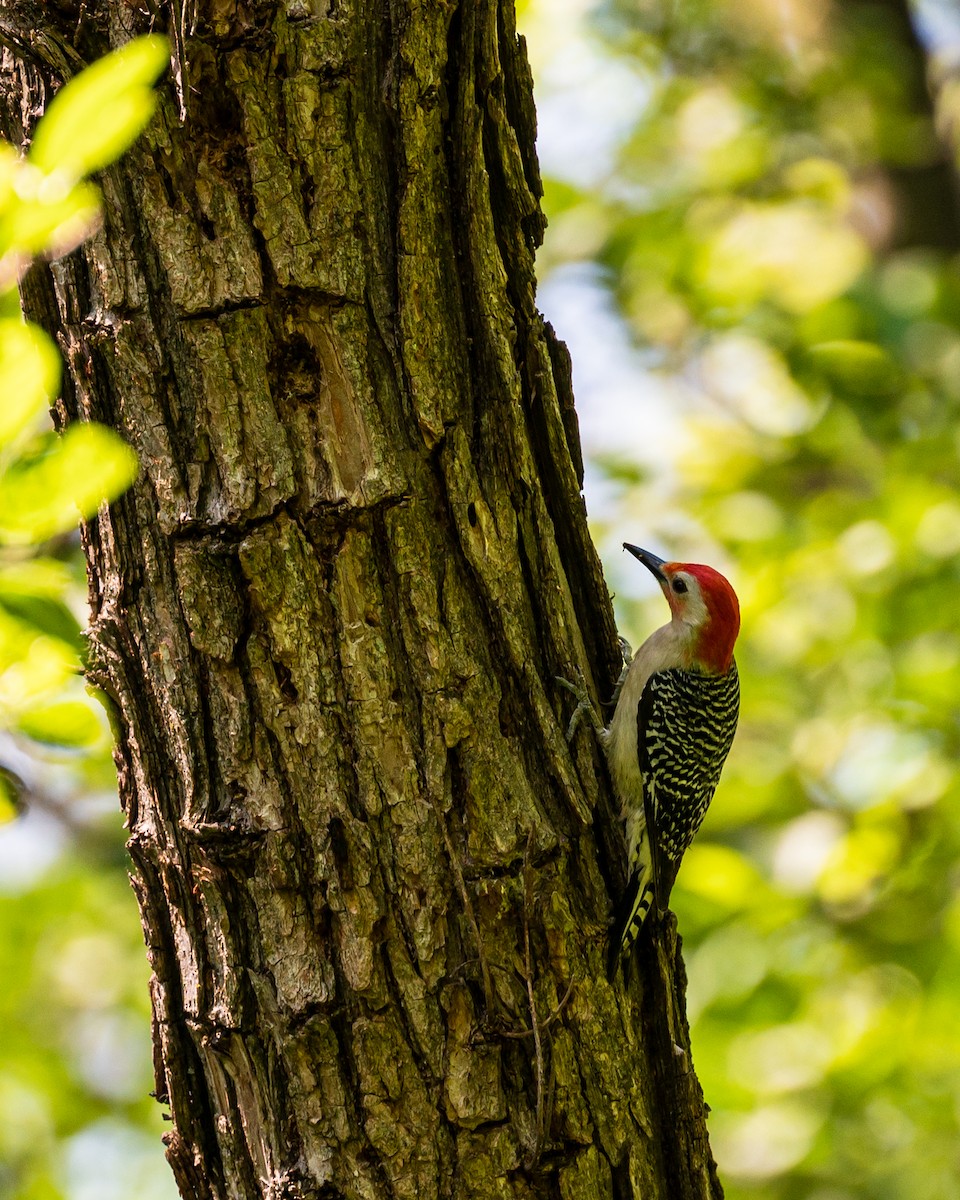 Red-bellied Woodpecker - ML578447871