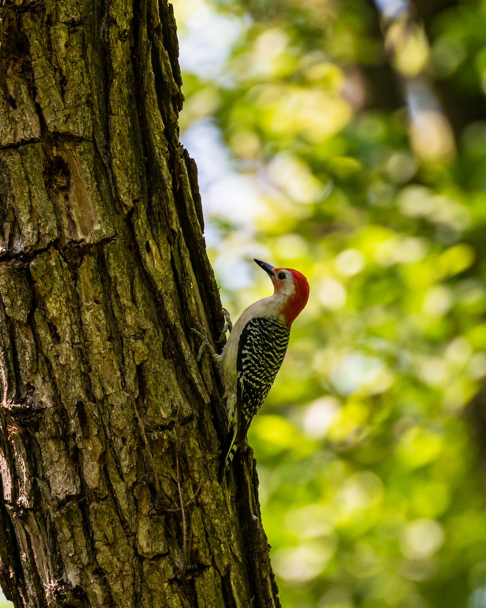Red-bellied Woodpecker - ML578447881