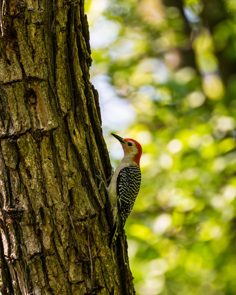 Red-bellied Woodpecker - ML578447891