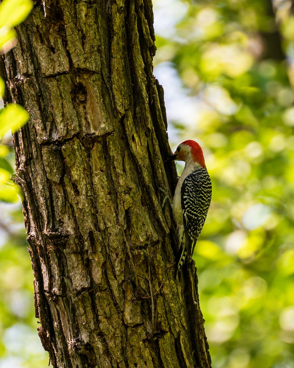 Red-bellied Woodpecker - ML578447901