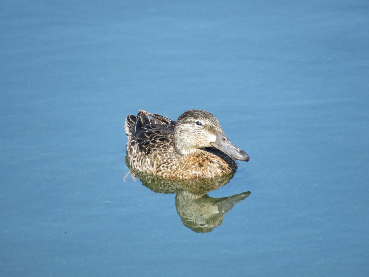 Blue-winged Teal - ML578448011