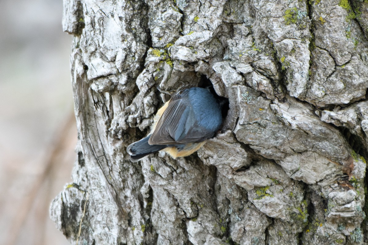 Red-breasted Nuthatch - ML578448631