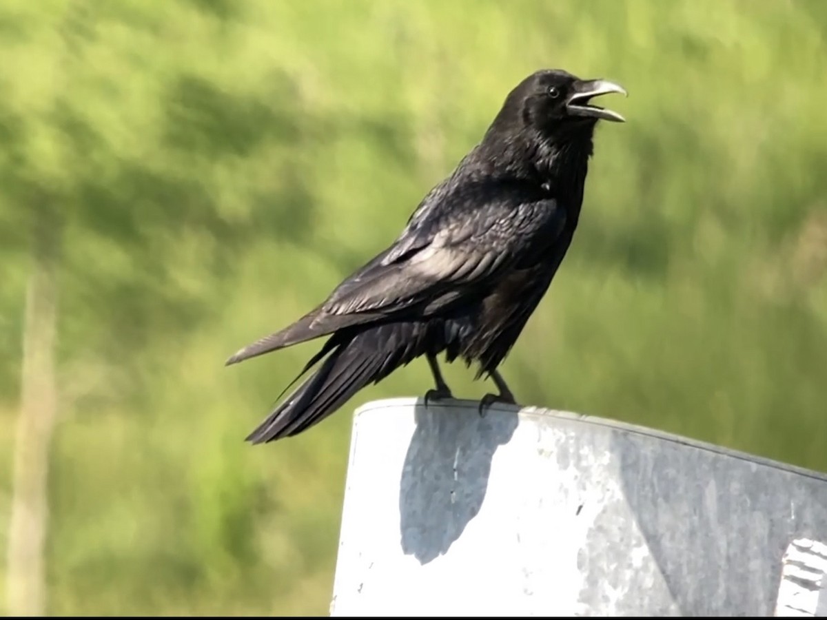 Common Raven - ML578449601