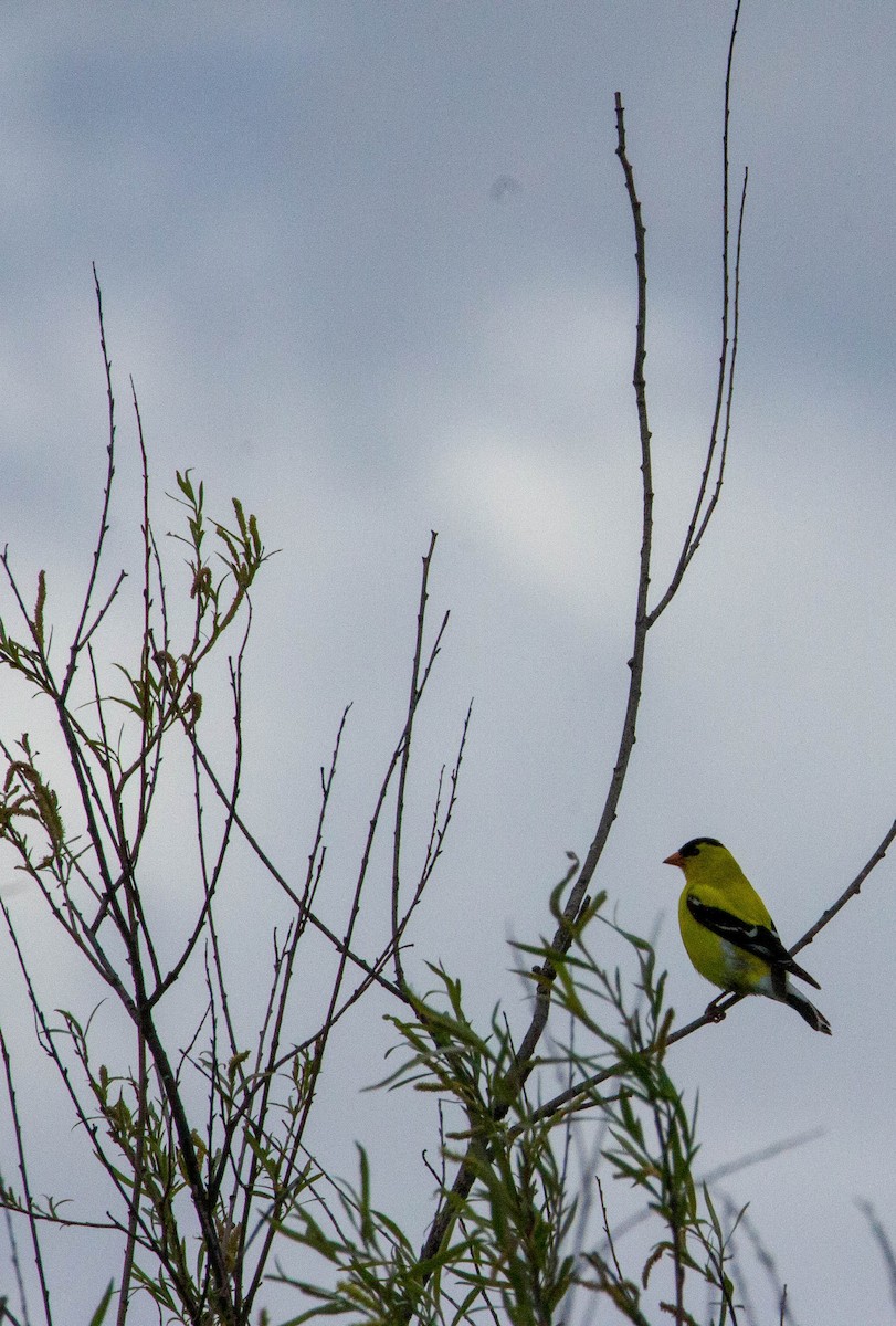 American Goldfinch - Justine Le Vaillant