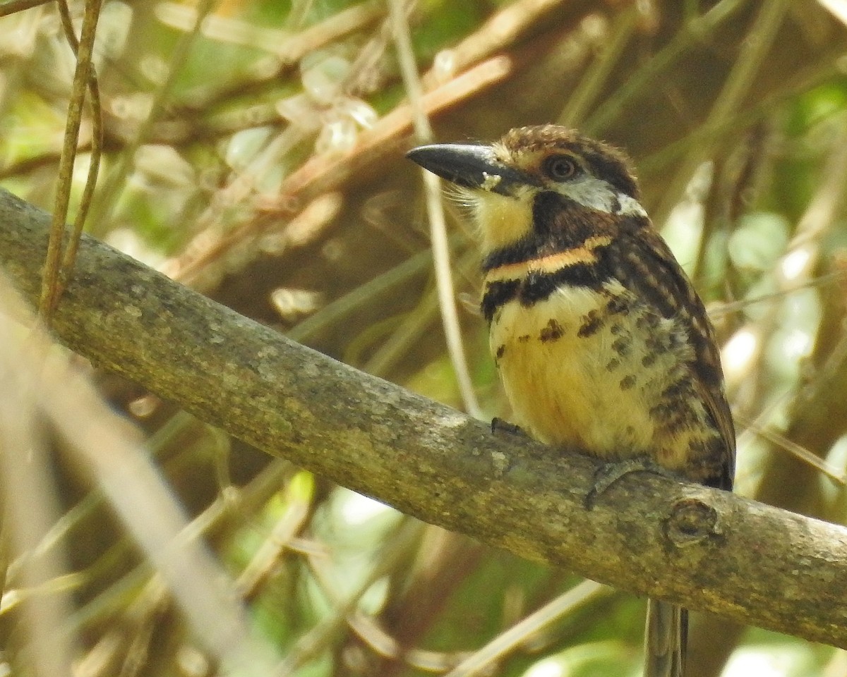 Two-banded Puffbird - ML578454131