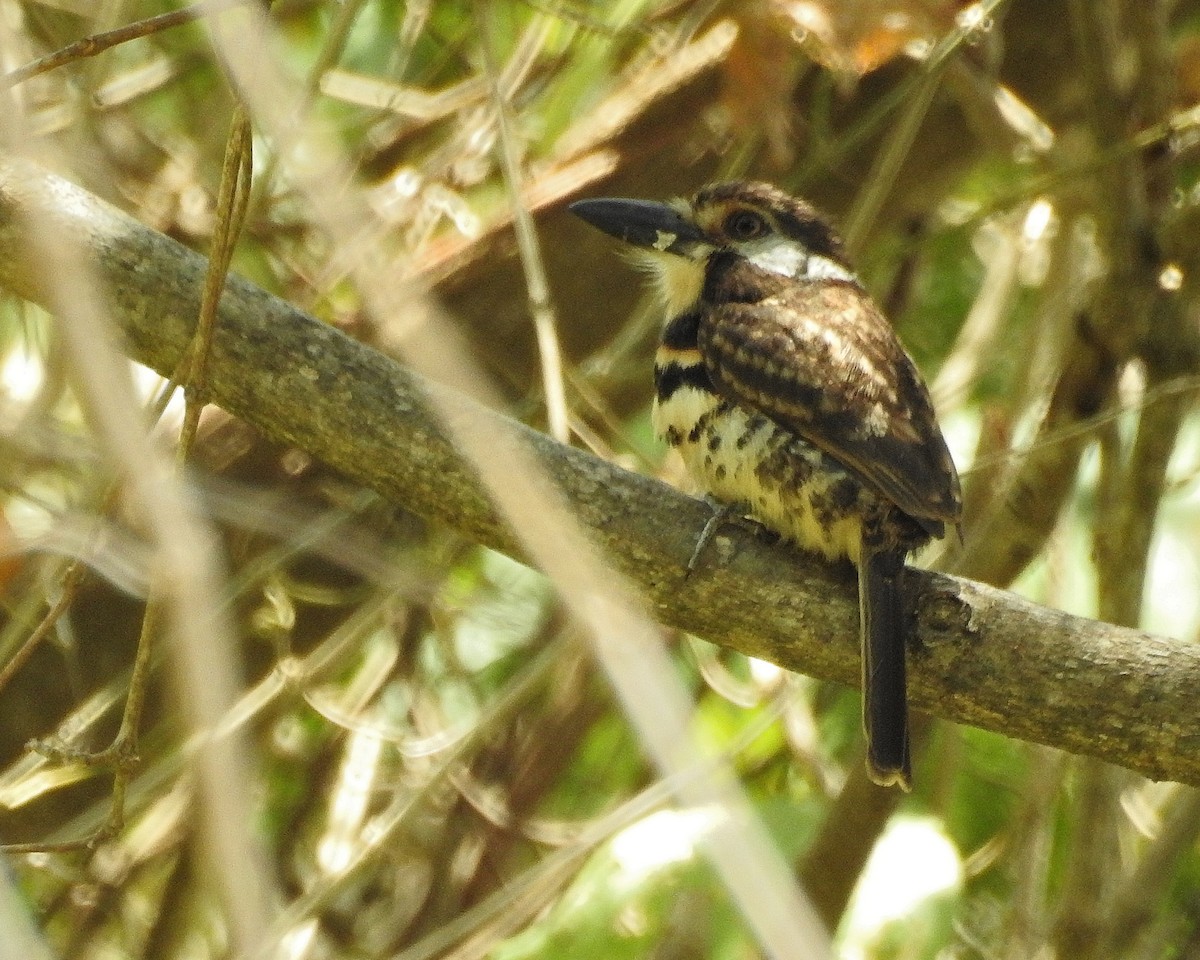 Two-banded Puffbird - ML578454151