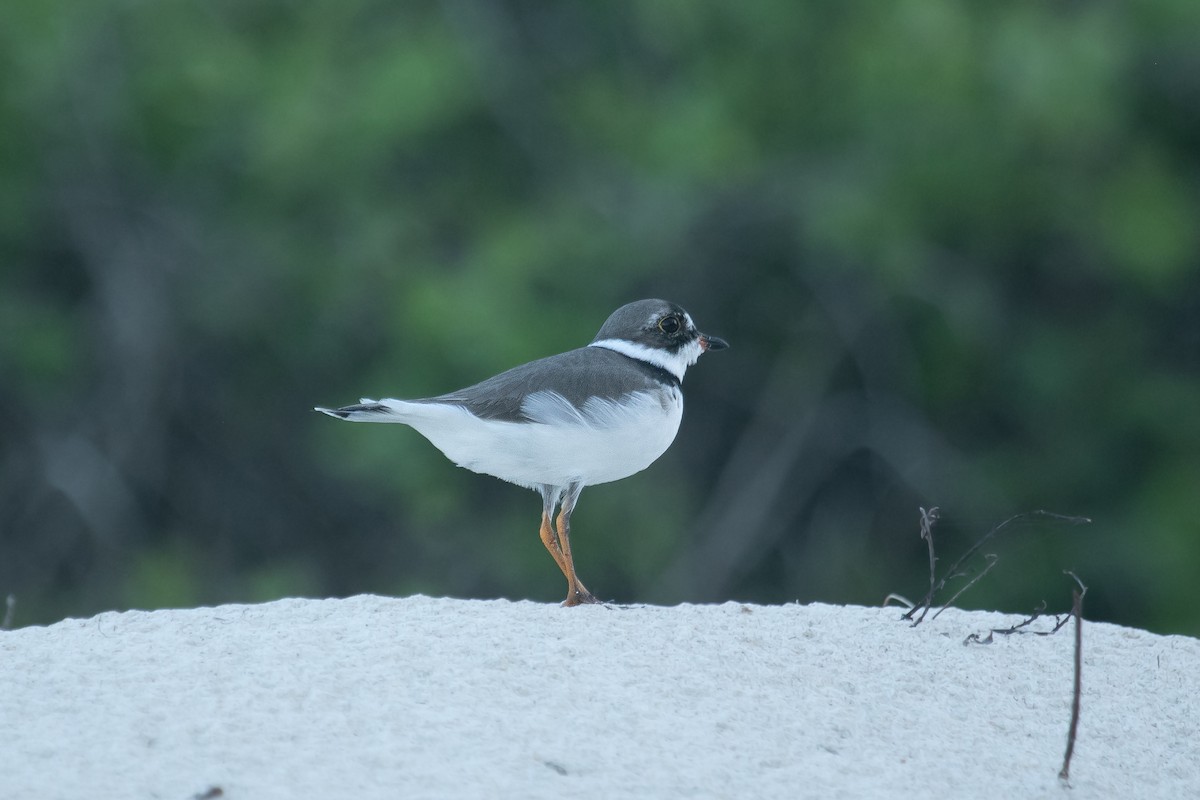 Semipalmated Plover - ML578455881