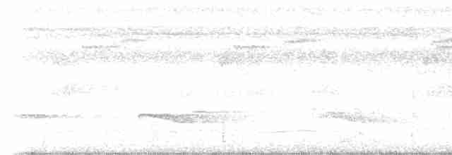 Weißkehl-Ameisenvogel - ML578456501