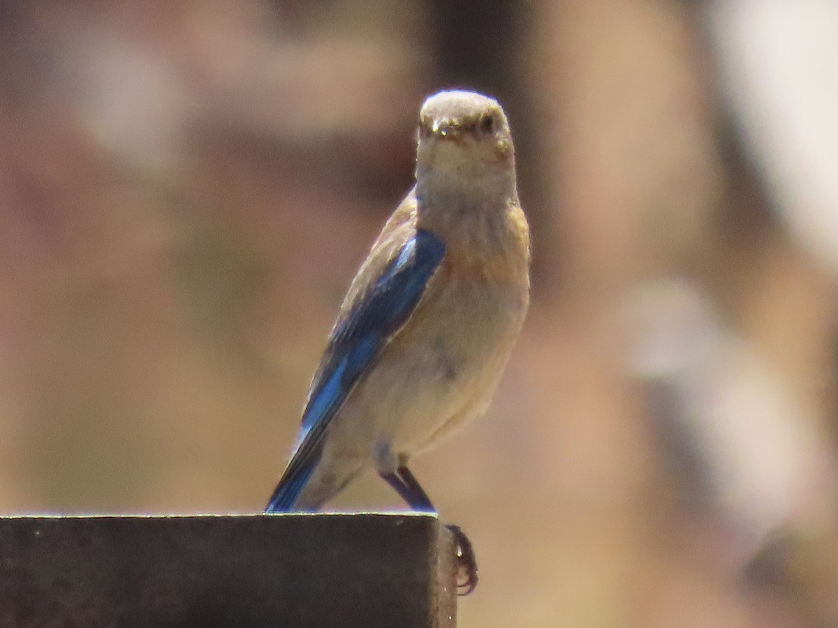 Western Bluebird - Gayle Dangers-Meusel