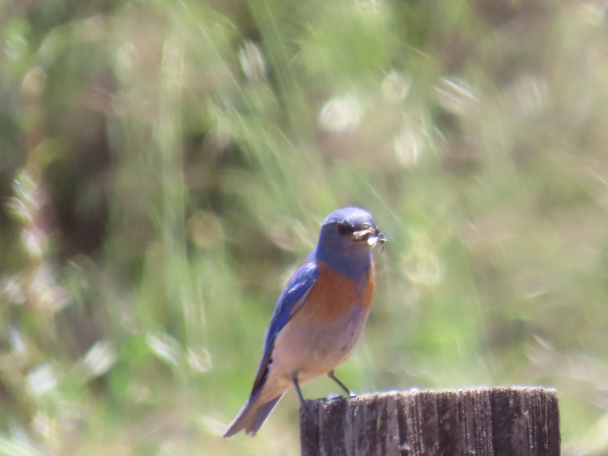 Western Bluebird - Gayle Dangers-Meusel