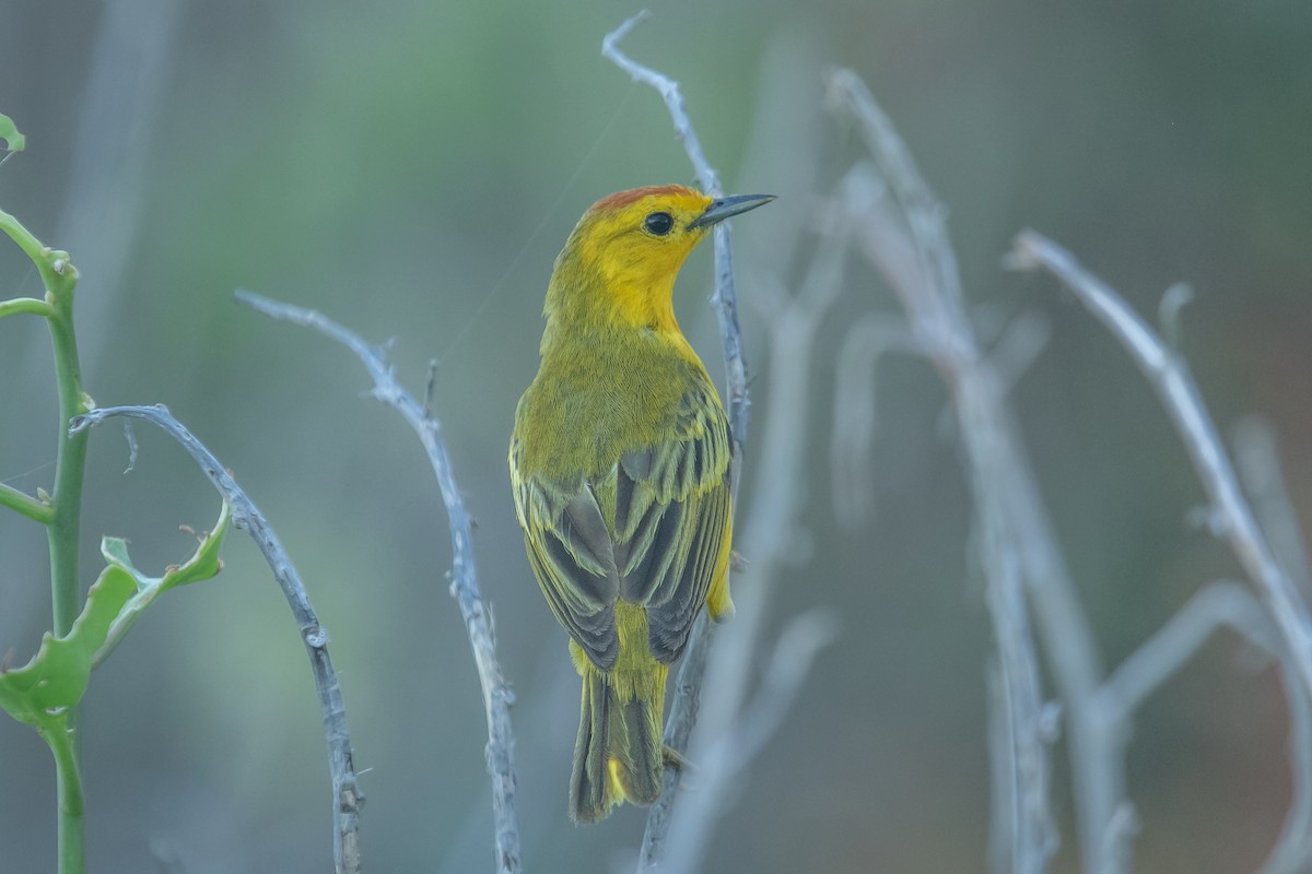 Yellow Warbler (Galapagos) - ML578460261