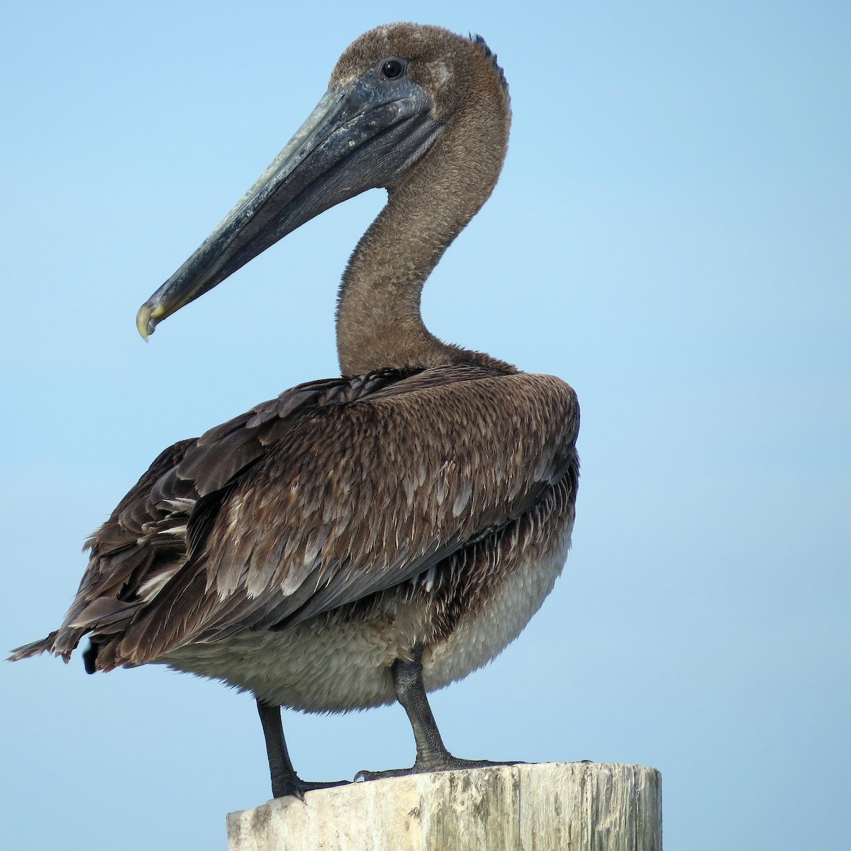 Brown Pelican (Atlantic) - Sharon Lynn