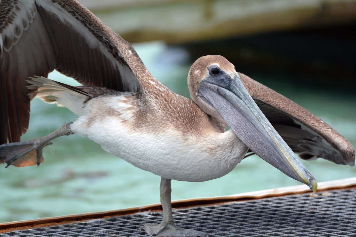 Brown Pelican (Atlantic) - Sharon Lynn