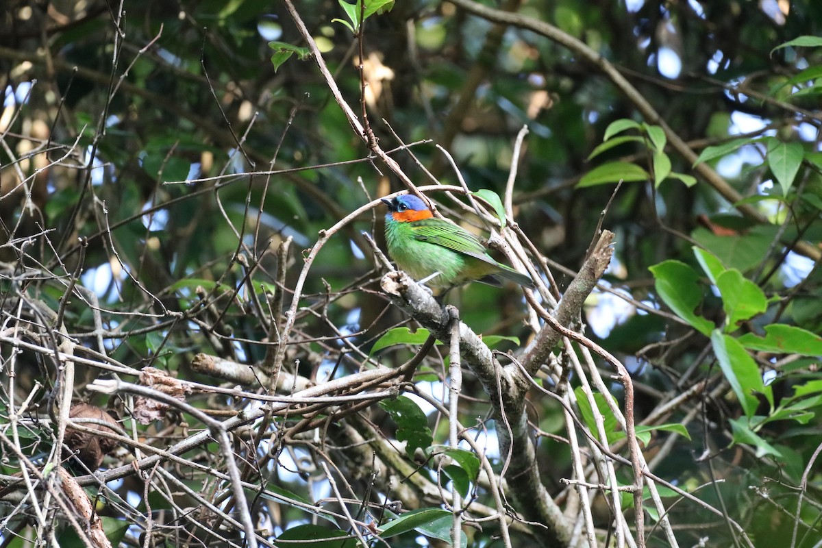 Red-necked Tanager - ML578461801