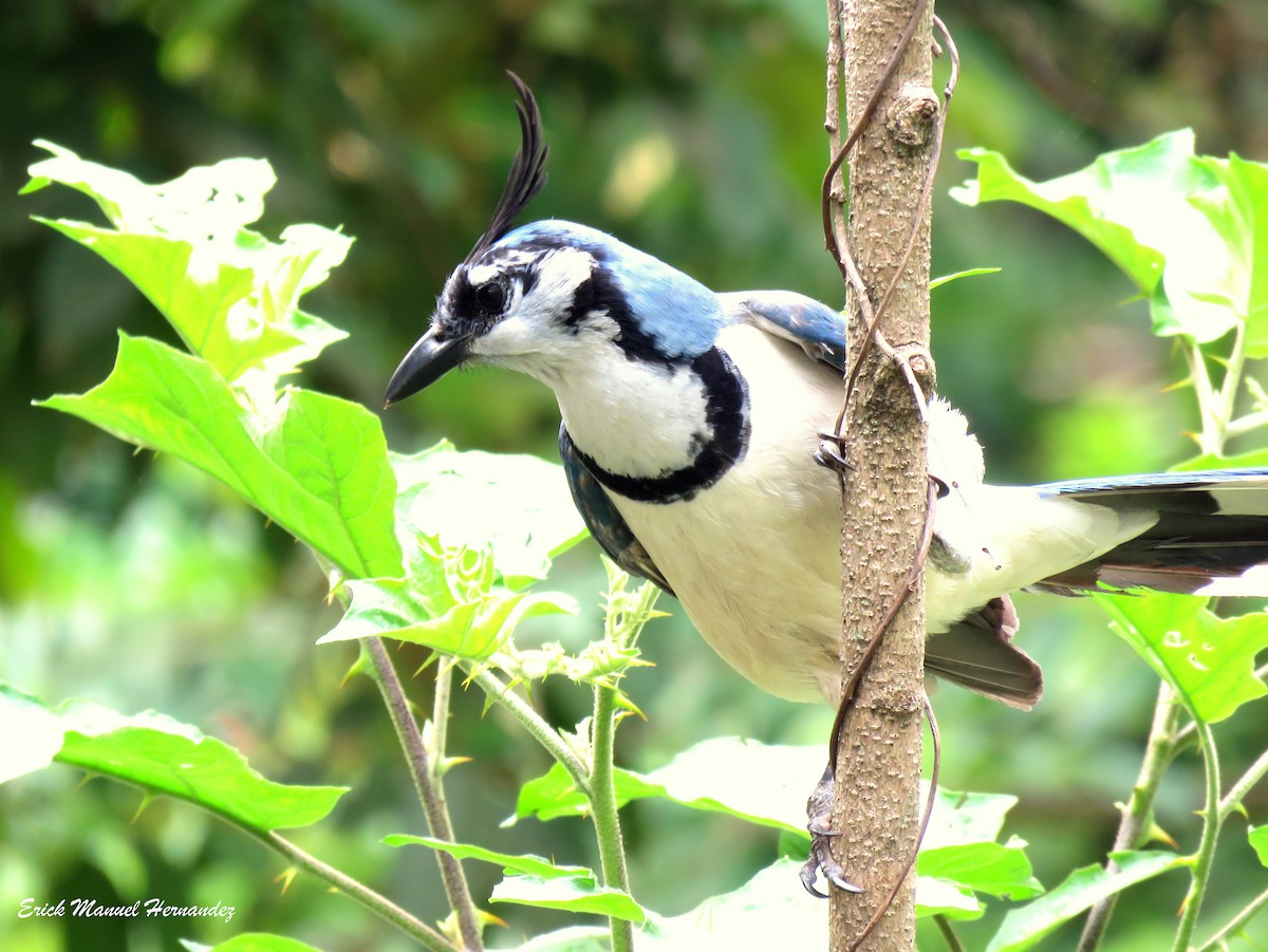 White-throated Magpie-Jay - ML578462211